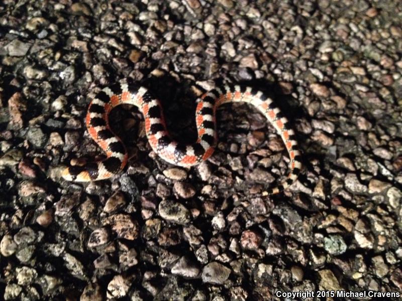 Thornscrub Hook-nosed Snake (Gyalopion quadrangulare)