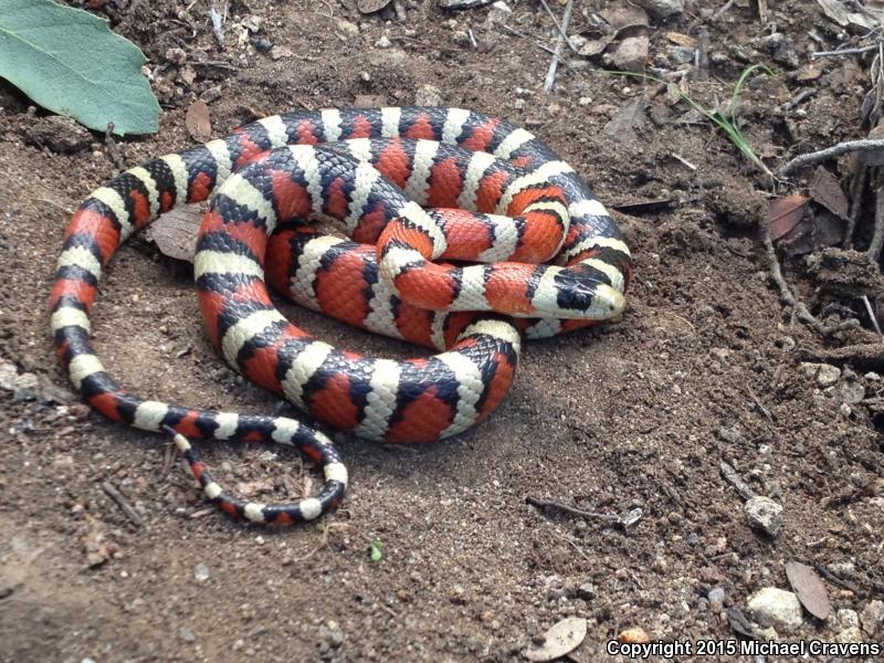 Chihuahuan Mountain Kingsnake (Lampropeltis knoblochi)