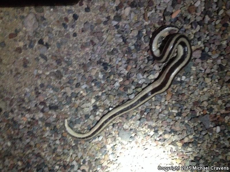 Mexican Rosy Boa (Lichanura trivirgata trivirgata)