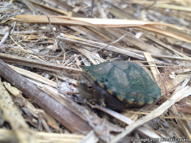 Sonoyta Mud Turtle (Kinosternon sonoriense longifemorale)