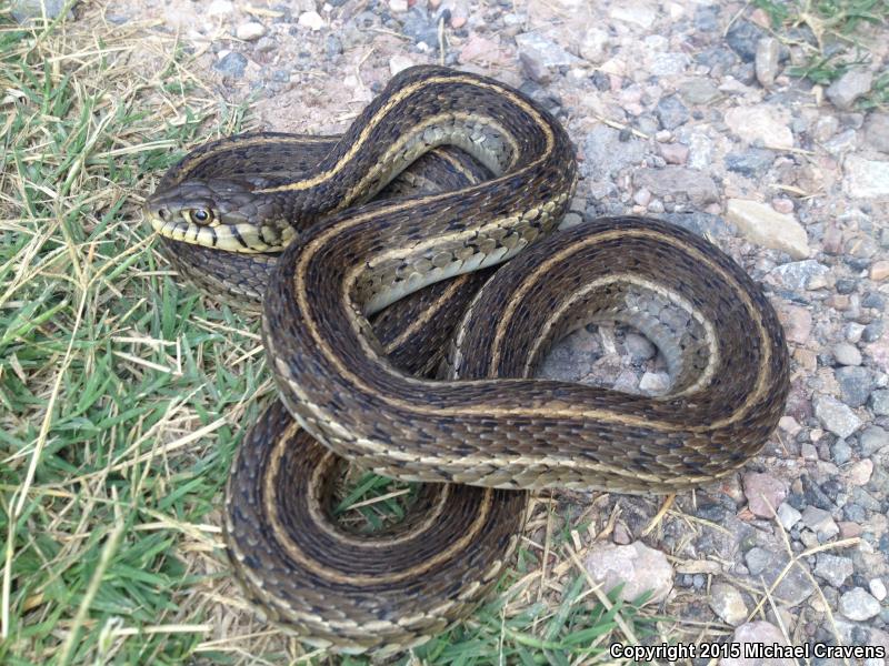 Mexican Gartersnake (Thamnophis eques)