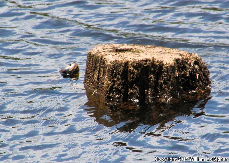 Barbour's Map Turtle (Graptemys barbouri)