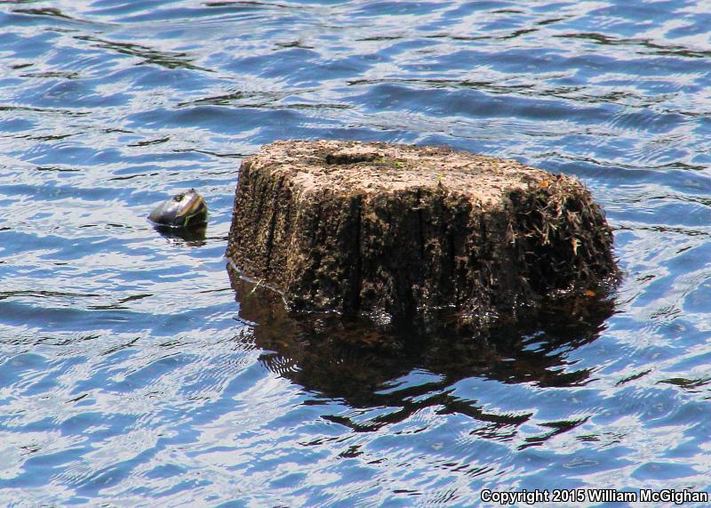 Barbour's Map Turtle (Graptemys barbouri)