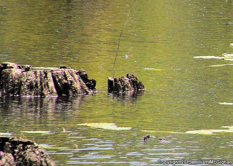 Barbour's Map Turtle (Graptemys barbouri)