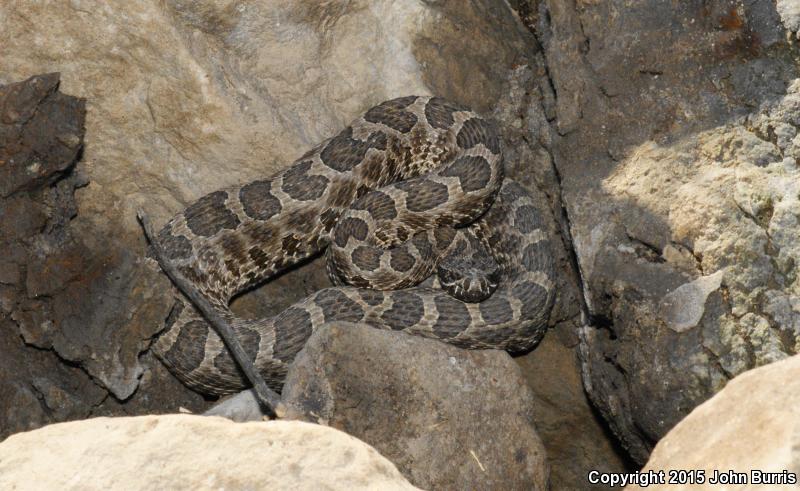 Western Massasauga (Sistrurus catenatus tergeminus)