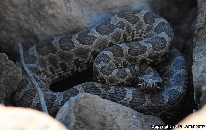 Western Massasauga (Sistrurus catenatus tergeminus)