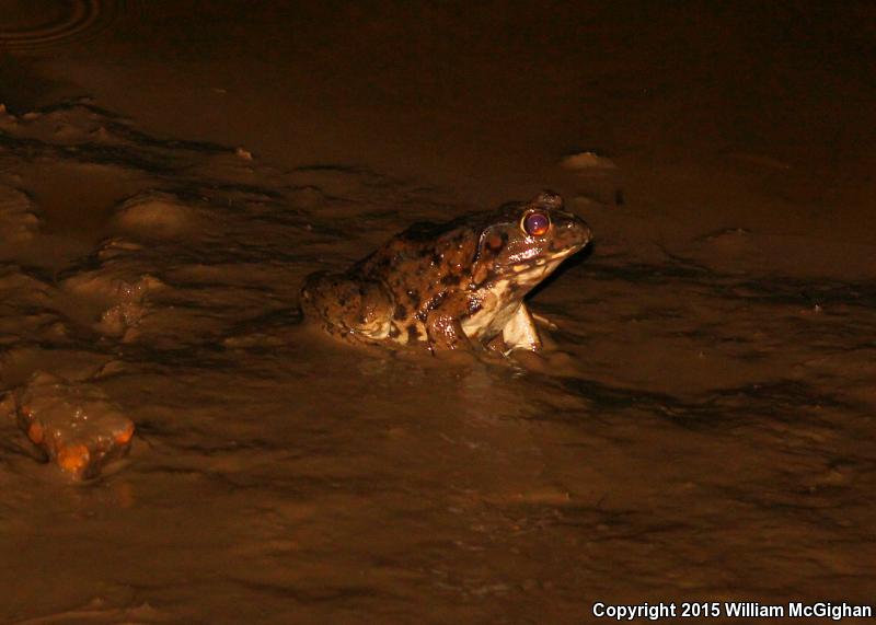 River Frog (Lithobates heckscheri)