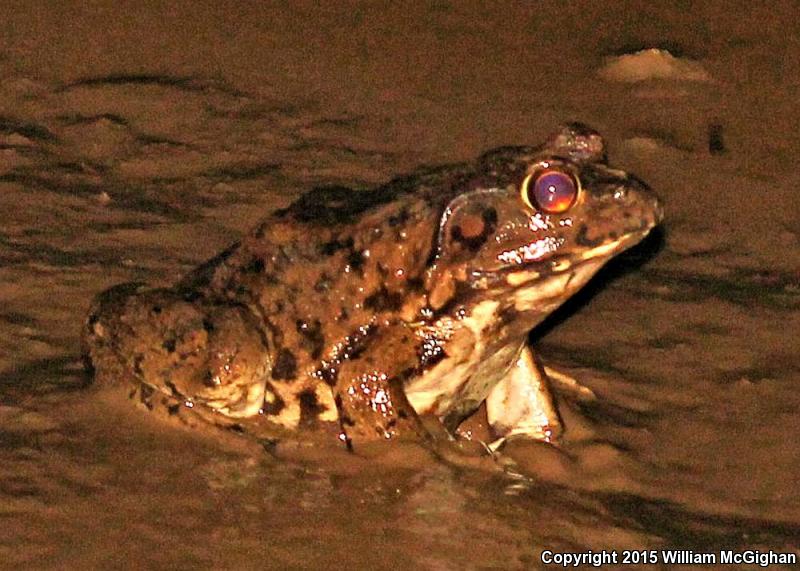 River Frog (Lithobates heckscheri)