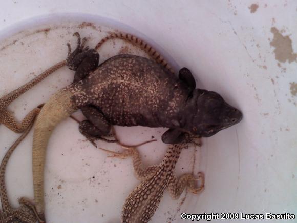 Western Chuckwalla (Sauromalus ater obesus)