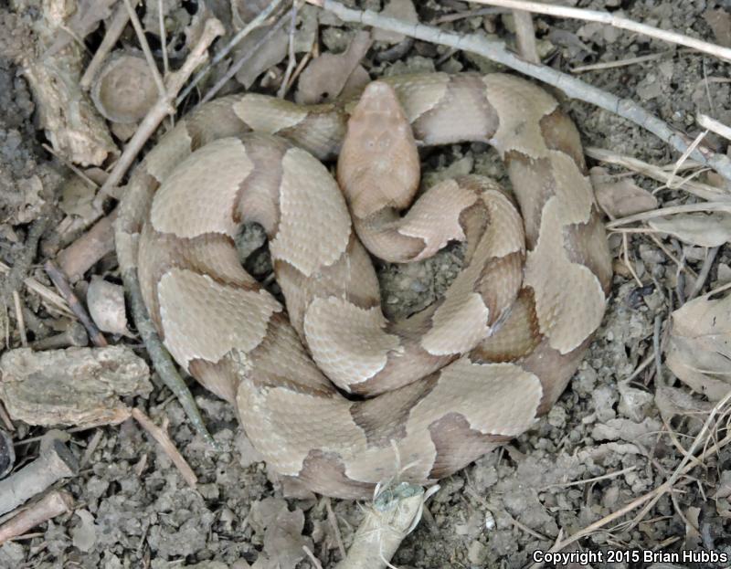 Osage Copperhead (Agkistrodon contortrix phaeogaster)