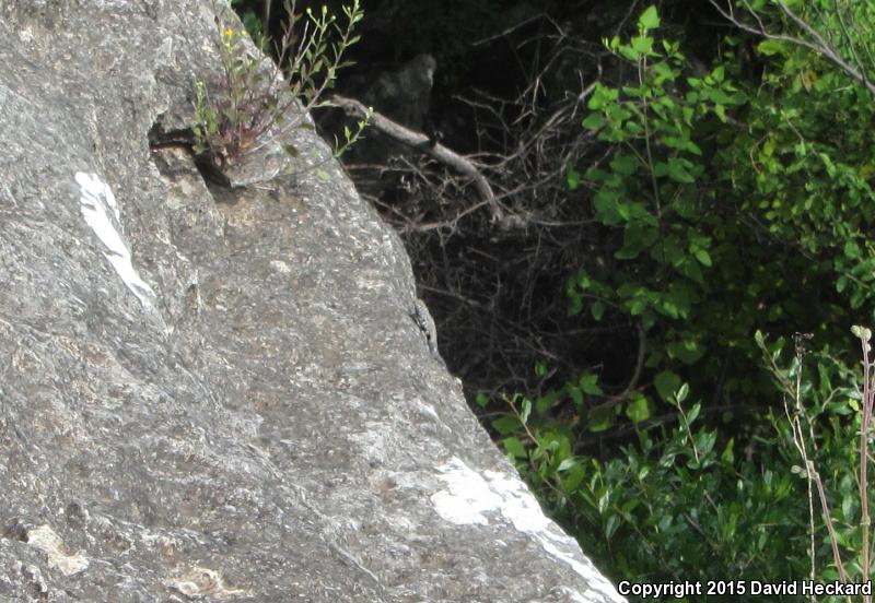 Merriam's Canyon Lizard (Sceloporus merriami merriami)