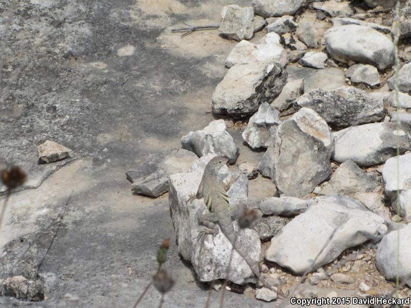 Texas Earless Lizard (Cophosaurus texanus texanus)