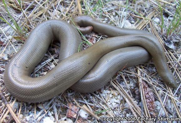 Northern Rubber Boa (Charina bottae)