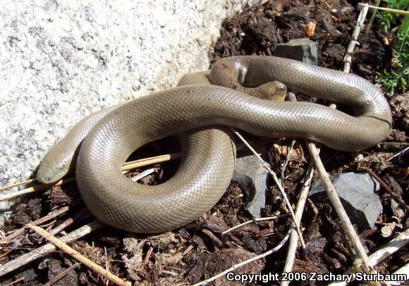 Northern Rubber Boa (Charina bottae)