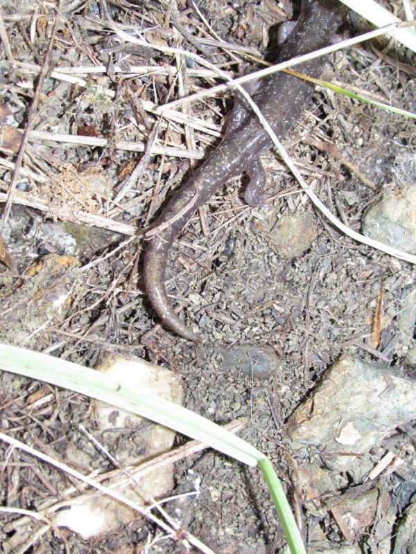 Clouded Salamander (Aneides ferreus)