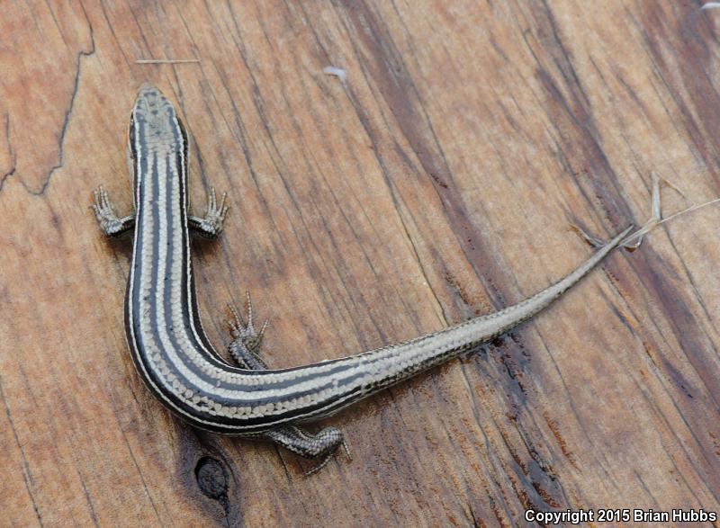 Northern Prairie Skink (Plestiodon septentrionalis septentrionalis)