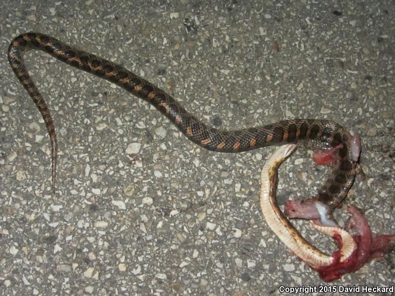 Texas Glossy Snake (Arizona elegans arenicola)