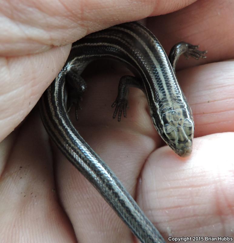 Northern Prairie Skink (Plestiodon septentrionalis)