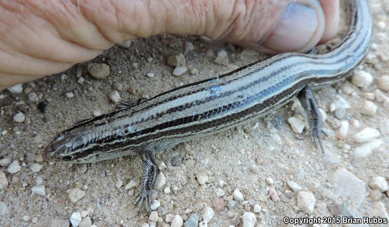 Northern Prairie Skink (Plestiodon septentrionalis)