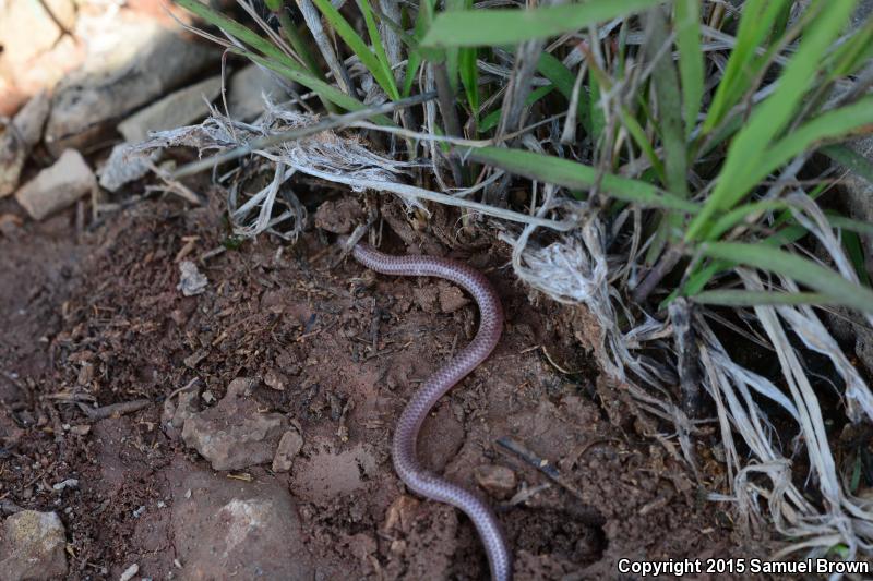 New Mexico Threadsnake (Leptotyphlops dissectus)