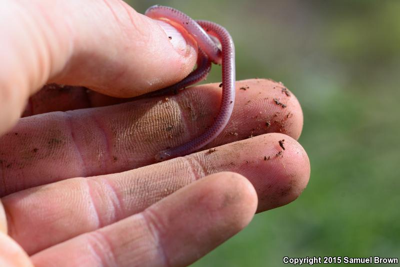 New Mexico Threadsnake (Leptotyphlops dissectus)