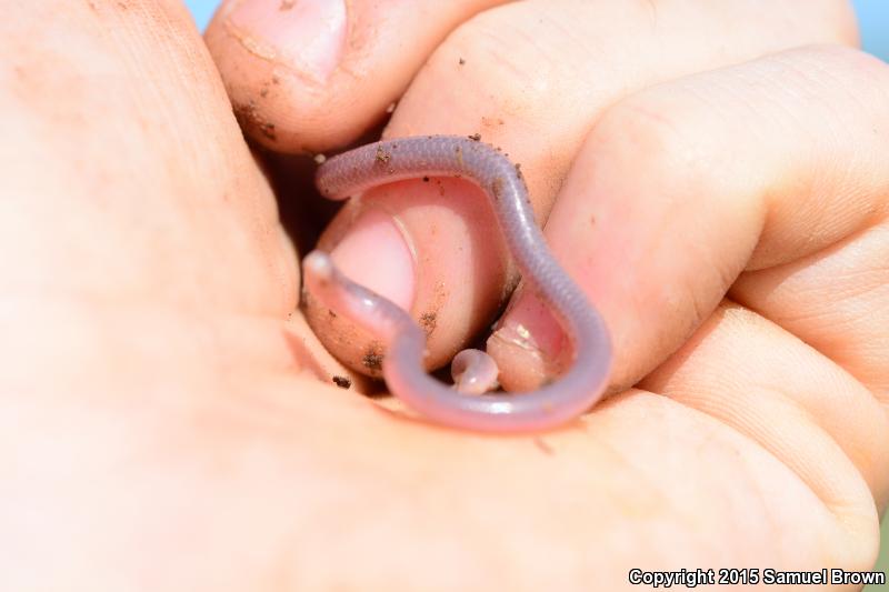 New Mexico Threadsnake (Leptotyphlops dissectus)