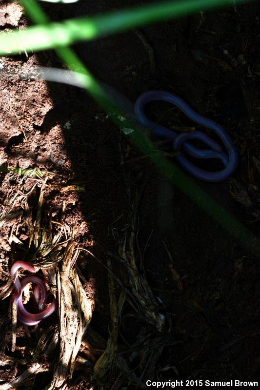 New Mexico Threadsnake (Leptotyphlops dissectus)