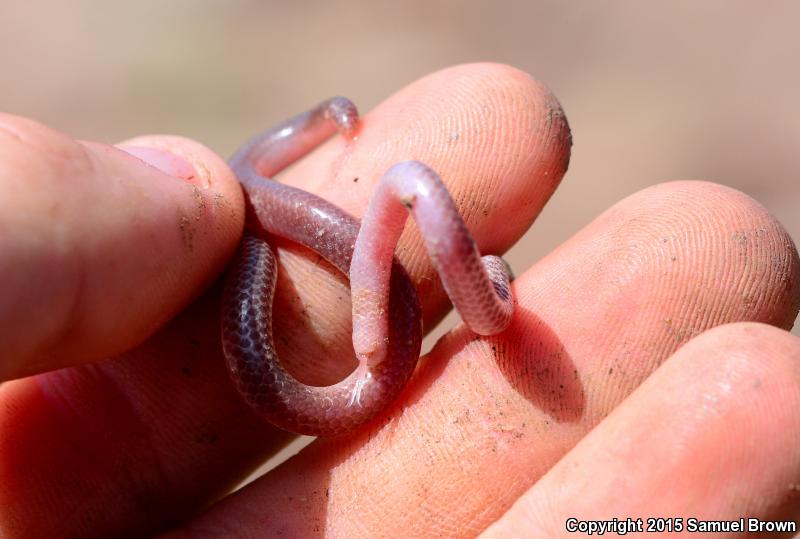 New Mexico Threadsnake (Leptotyphlops dissectus)