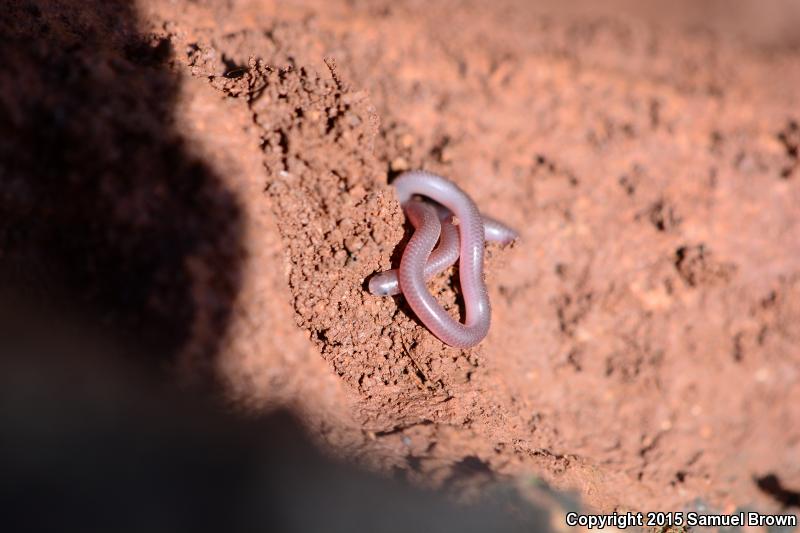 New Mexico Threadsnake (Leptotyphlops dissectus)