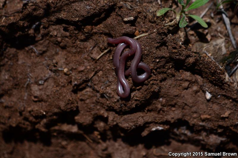 New Mexico Threadsnake (Leptotyphlops dissectus)