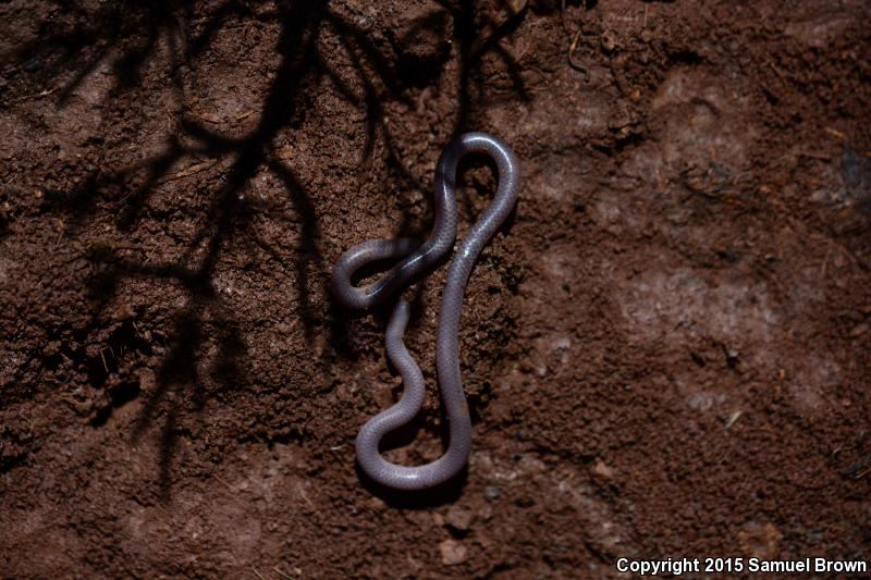 New Mexico Threadsnake (Leptotyphlops dissectus)