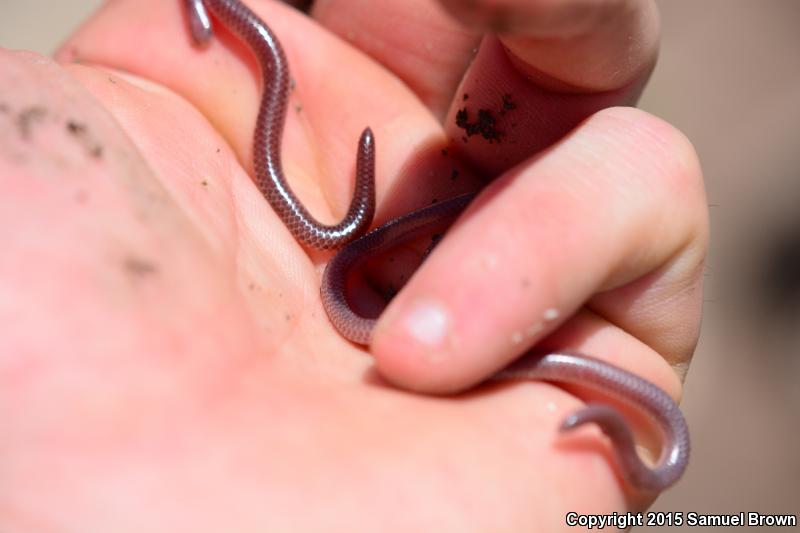 New Mexico Threadsnake (Leptotyphlops dissectus)