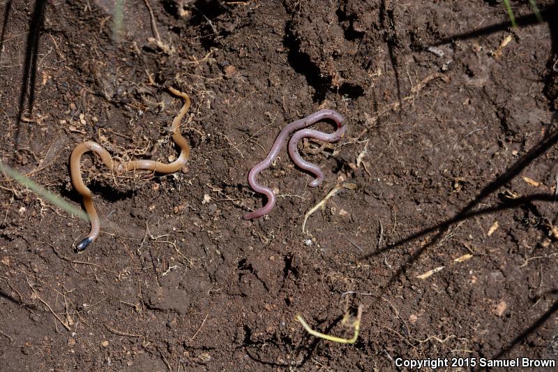 New Mexico Threadsnake (Leptotyphlops dissectus)