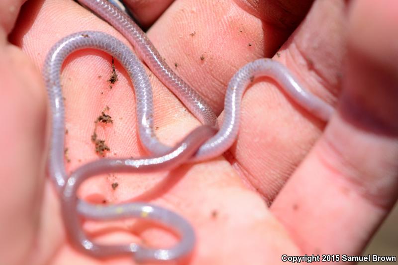 New Mexico Threadsnake (Leptotyphlops dissectus)