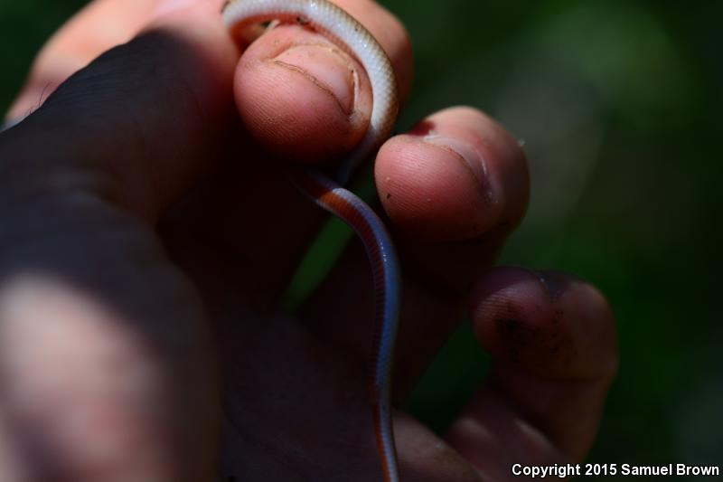 Flat-headed Snake (Tantilla gracilis)