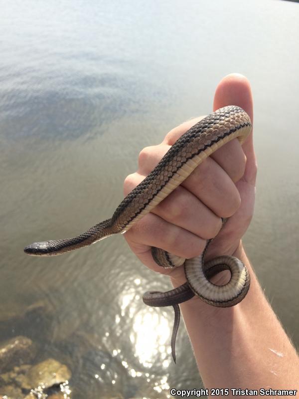 Graham's Crayfish Snake (Regina grahamii)