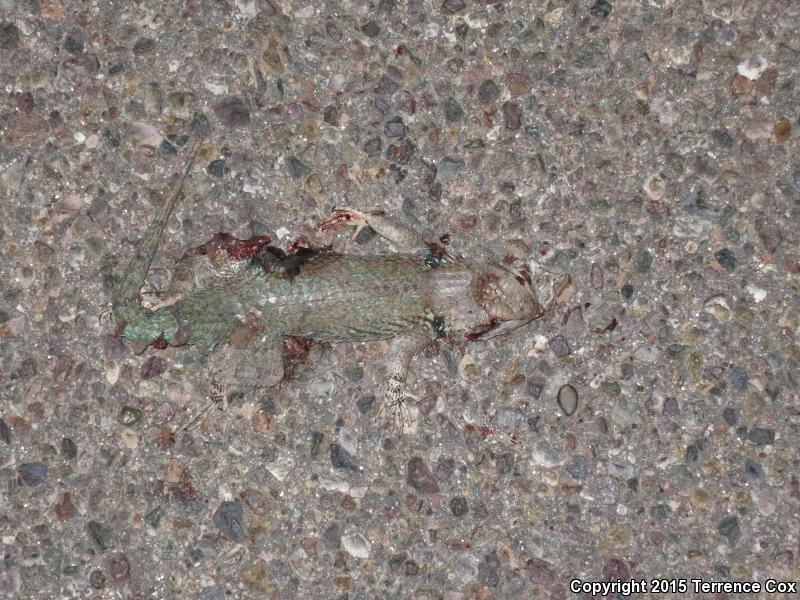 Sonoran Spiny Lizard (Sceloporus clarkii clarkii)