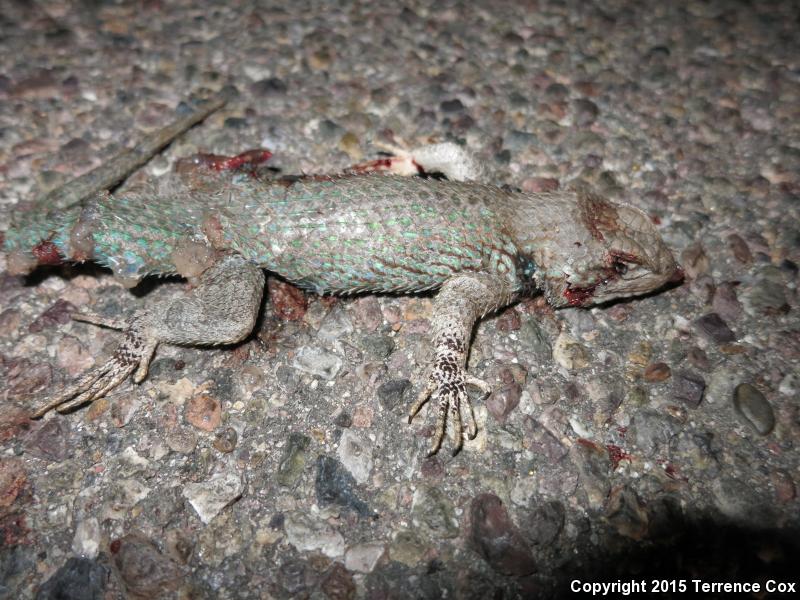 Sonoran Spiny Lizard (Sceloporus clarkii clarkii)