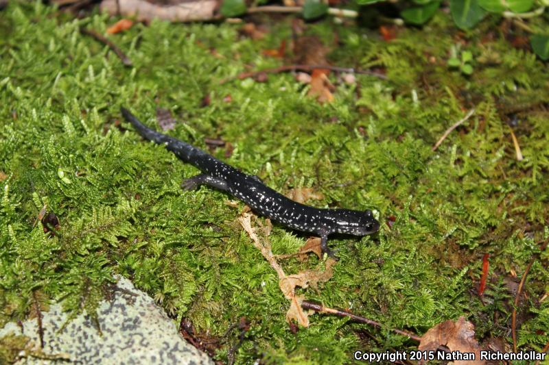 Southern Appalachian Salamander (Plethodon teyahalee)