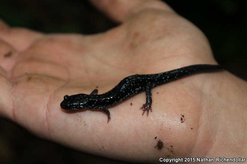 Southern Appalachian Salamander (Plethodon teyahalee)