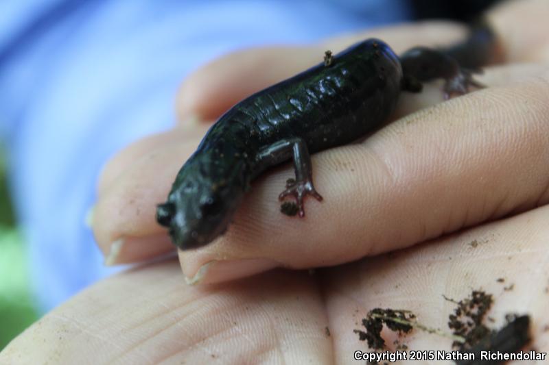 Chattahoochee Slimy Salamander (Plethodon chattahoochee)