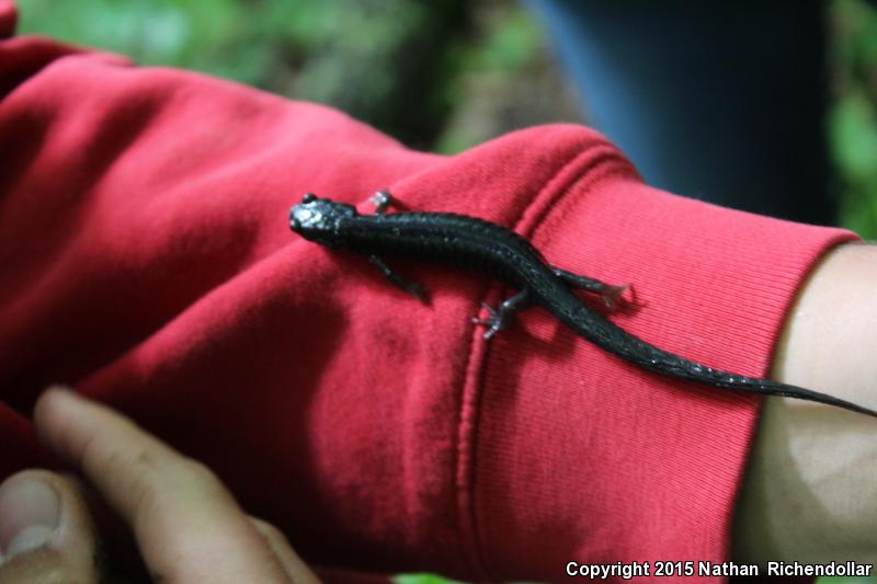 Chattahoochee Slimy Salamander (Plethodon chattahoochee)