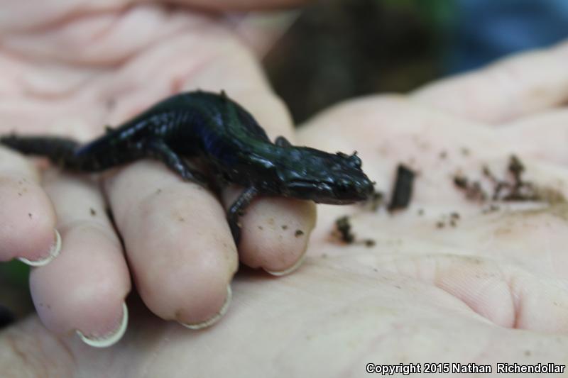 Chattahoochee Slimy Salamander (Plethodon chattahoochee)