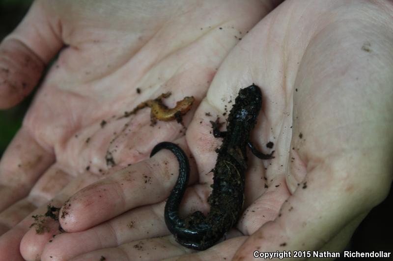 Chattahoochee Slimy Salamander (Plethodon chattahoochee)