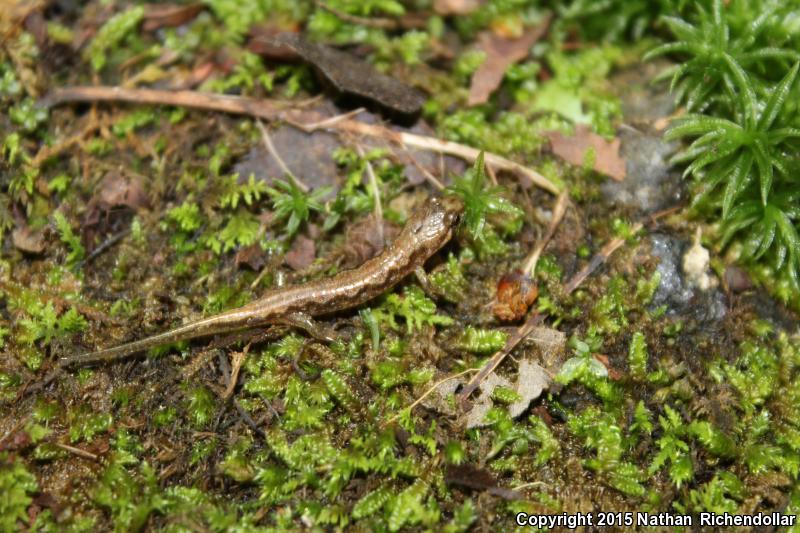 Seepage Salamander (Desmognathus aeneus)