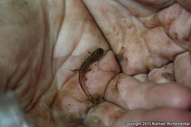 Seepage Salamander (Desmognathus aeneus)