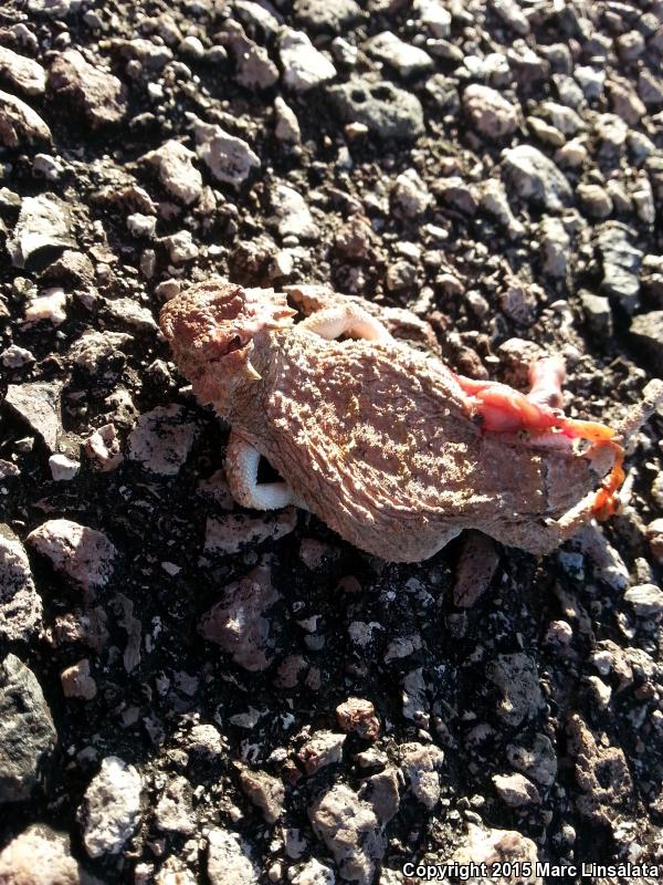 Round-tailed Horned Lizard (Phrynosoma modestum)