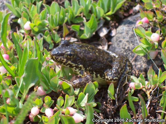 Sierra Nevada Yellow-legged Frog (Rana sierrae)