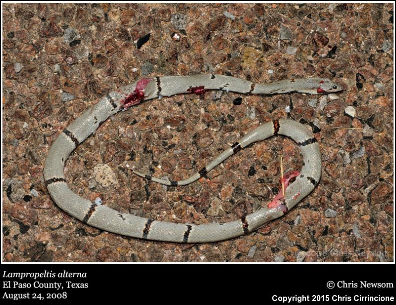 Gray-banded Kingsnake (Lampropeltis alterna)