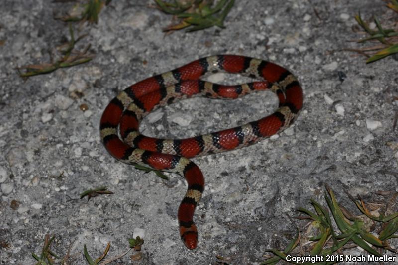 Northern  Scarletsnake (Cemophora coccinea copei)